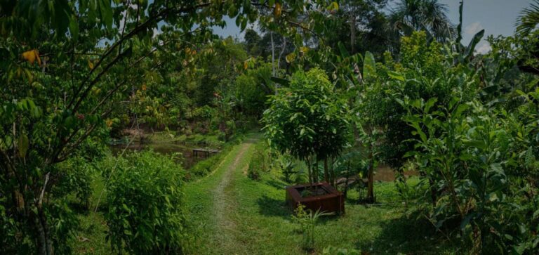 Temple of the Way of Light (Perú): análisis honesto de un retiro de ayahuasca con casi 20 años de trayectoria
