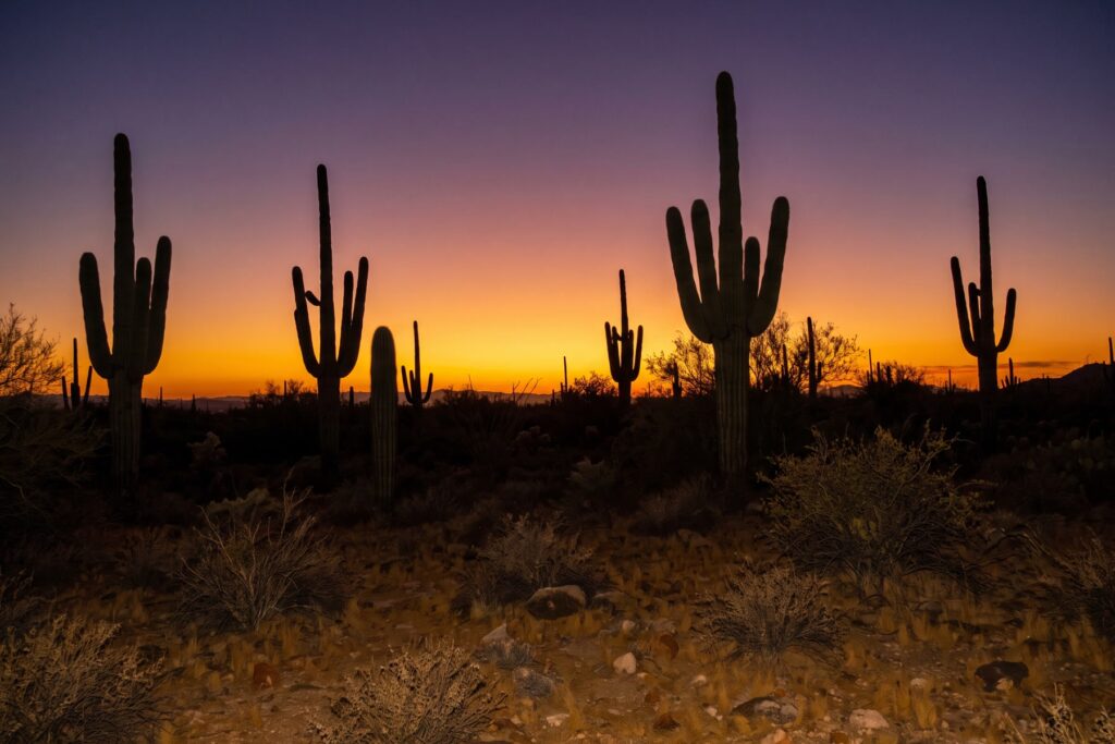 Desierto de Sonora al anochecer con siluetas de cactus saguaro contra un cielo crepuscular dorado y violeta