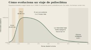 Gráfico de la curva de intensidad de un viaje de psilocibina: sube a los 20-40 minutos, alcanza el pico hacia la hora y media y desciende hasta la sexta hora