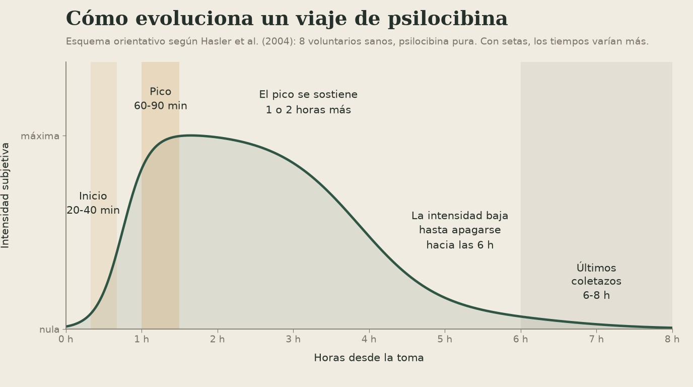 Gráfico de la curva de intensidad de un viaje de psilocibina: sube a los 20-40 minutos, alcanza el pico hacia la hora y media y desciende hasta la sexta hora